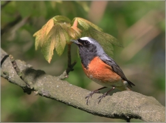 <p>REHEK ZAHRADNÍ (Phoenicurus phoenicurus) /Common redstart - Gartenrotschwanz/</p>